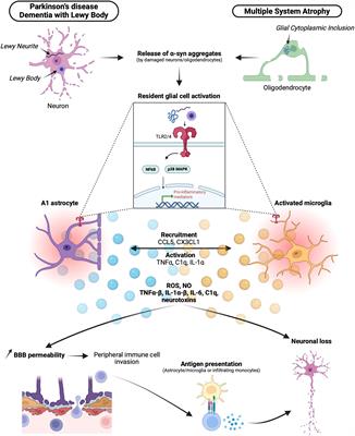 Inflammation and heterogeneity in synucleinopathies